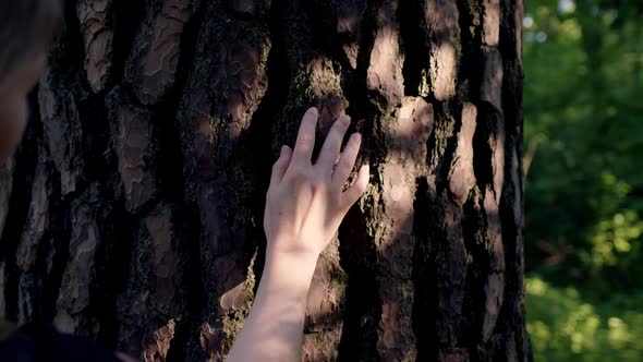 Straight View Woman Touch Beautiful Tree with Picturesque Bark at Sunset in Forest or Park