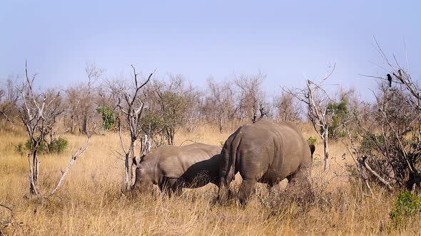 Southern white rhinoceros in Kruger National park, South Africa