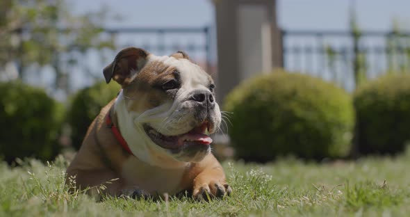 Bulldog puppy laying outside in the backyard