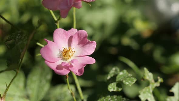 Rambling Rose plant in slow motion 1080p FullHD footage - Climber Rosa flower shallow DOF slow-mo 19