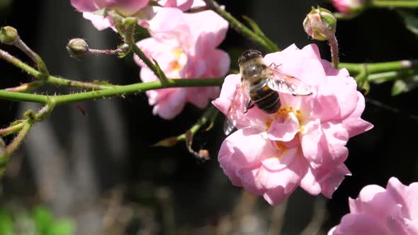 Bee Takes Off From a Pink Rose Flower in Slow Motion in a Sunny Wind Day