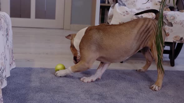 An American Staffordshire Terrier puppy lies on the couch and eats a green apple.