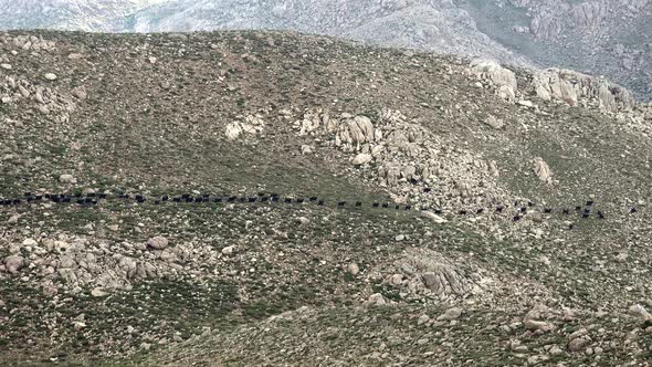 A Herd of Black Animals Walking in a Single Line in Treeless Dome Mountain