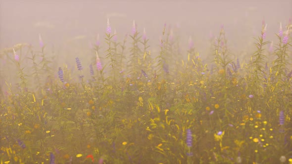 Wild Field Flowers in Deep Fog