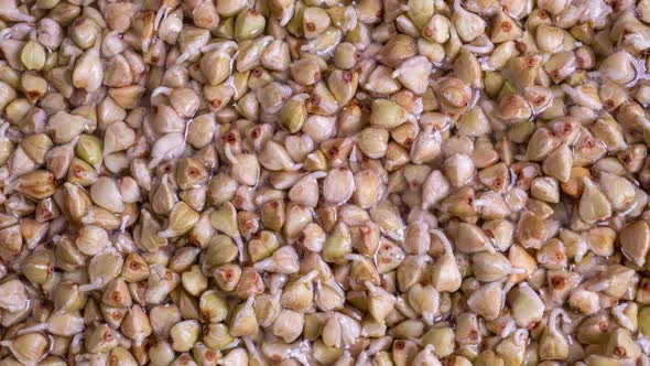 Macro Shot of Sprouting White Buckwheat in Time Lapse Health Food Concept