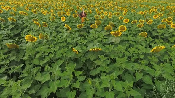 Aerial View of Sunflower Field and Young Attractive Curly Girl Standing Between Rows of the Plants