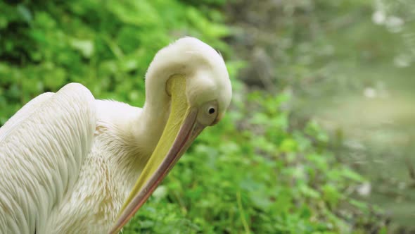 Pelican on the Lake. Close-up.