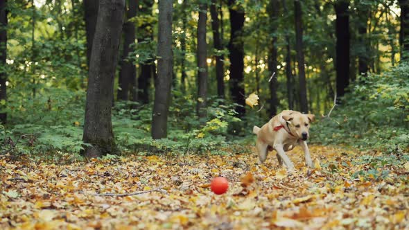 Labrador Dog Runs for Toy Ball, Chase and Tries To Catch Him