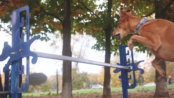 Mixed Breed Dog Jumps Over Agility Hurdle 