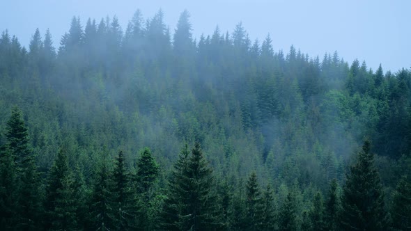 Rain Weather Mountains Misty Fog Pine Tree Forest