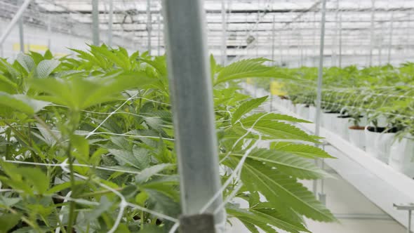 Medical Cannabis plants growing under controlled conditions in a large greenhouse