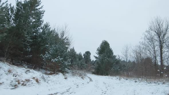 Flight Along the Road Surrounded By Snowcovered Pine Trees