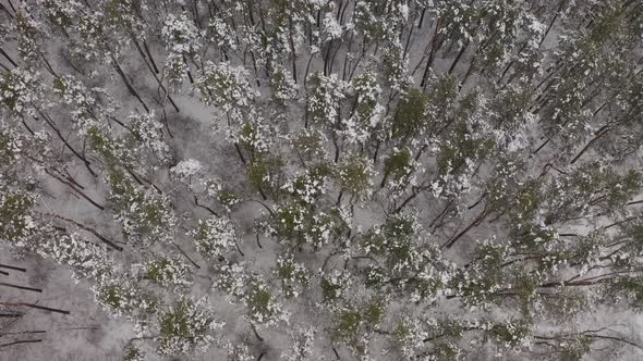 Snow Covered Treetops In The Forest