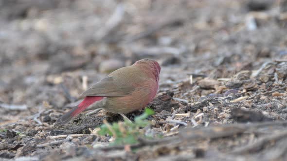 Brown Firefinch eating seeds