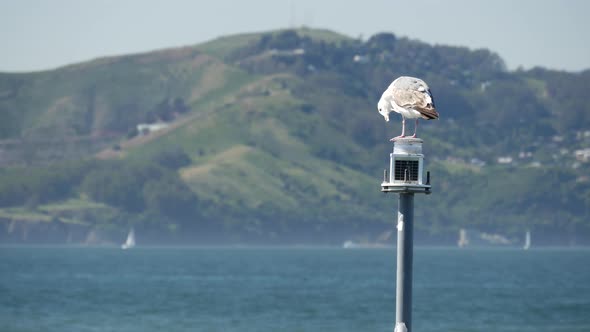 Gull sitting on a lantern in San Francisco