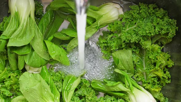 Washing in Water in Sink Green Kale and Pok Choy Cabbage Leaves in Kitchen