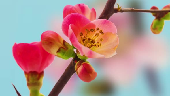 Apple Blossom Timelapse on Blue