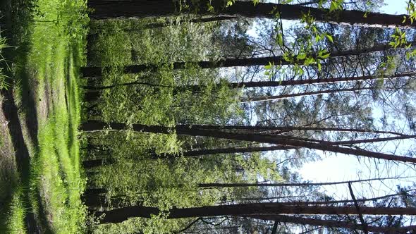 Vertical Video of Green Forest During the Day