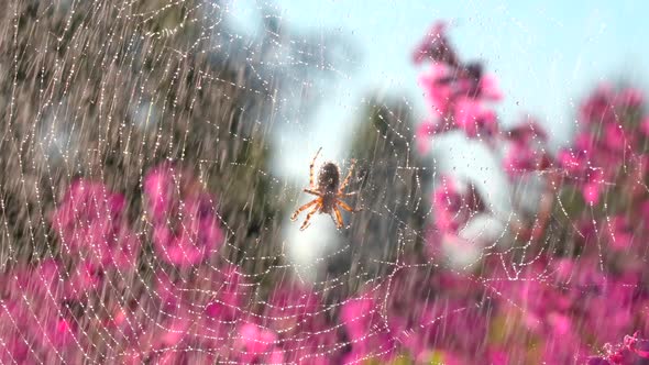 Beautiful Spider on Web in Summer Rain