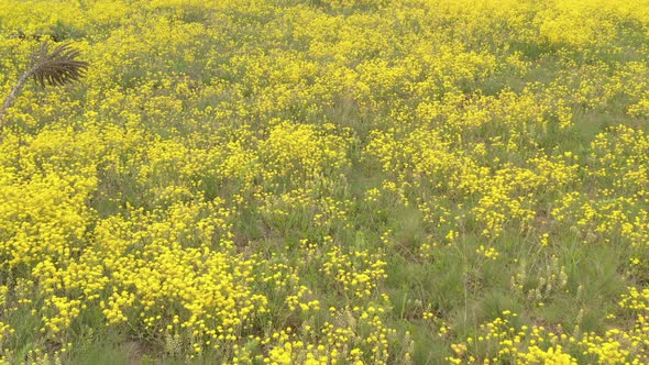 Field of Golden-dust Alyssum Aurinia saxatilis flower 4K aerial video