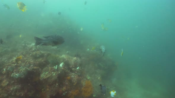 Coral Reef and Tropical Fish. Bali,Indonesia.