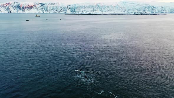 Orca Family Swim and Play Baby in Dark Pacific Waters