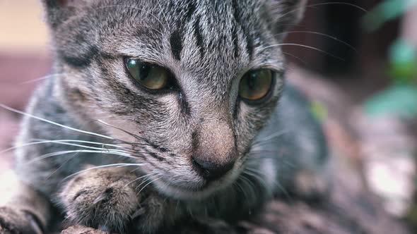 Sleepy Cat Resting in the Garden