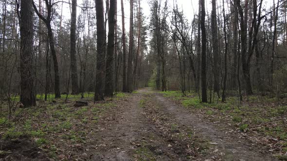 Road in the Forest During the Day Slow Motion