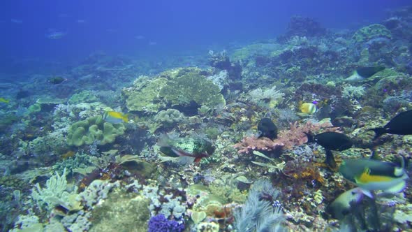 camera flying over a reef full of color and life