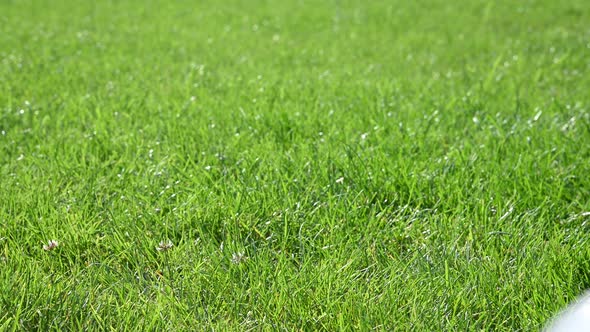 Football ball rolling on green grass field