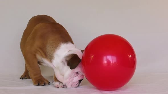 bulldog puppy confused by red balloon 4k