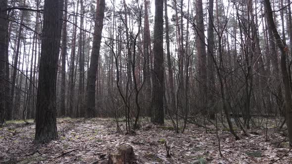 Trees in a Pine Forest During the Day Aerial View