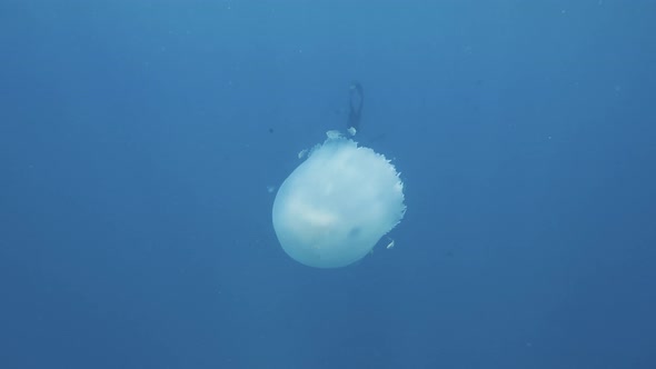 Underwater Close Up View of Giant White Jellyfish Swimming in the Blue Ocean.