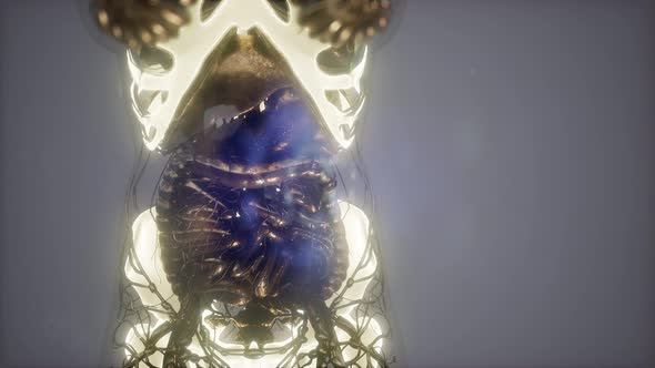 Human Body with Visible Skeletal Bones alt