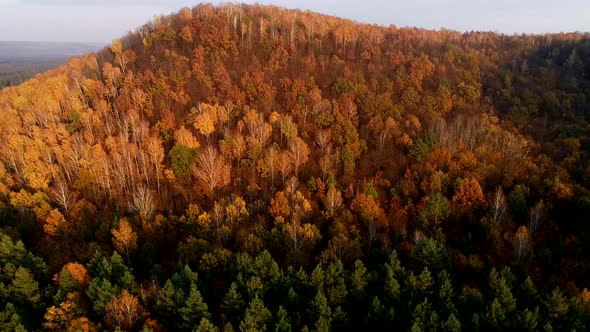 Autumn Forest