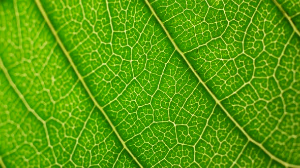 Green Leaf in Nature