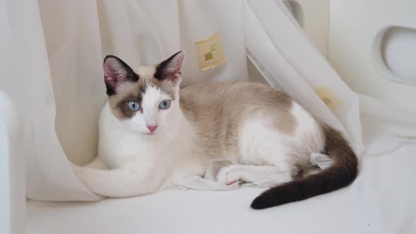 A Shorthaired Cat Lies in the Curtains Closeup