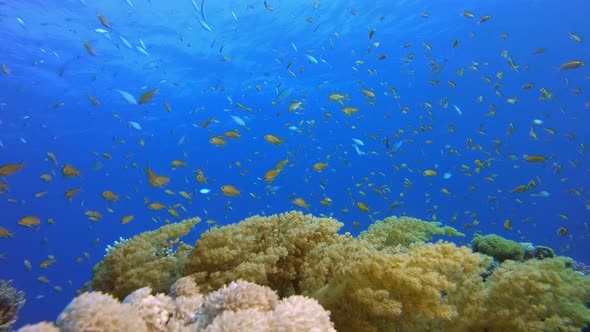 Broccoli Soft Coral