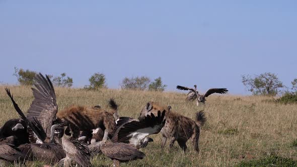 African White Backed Vulture, gyps africanus, Ruppell's Vulture, gyps rueppelli, spotted Hyena
