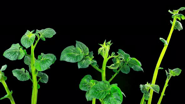 Rapidly growing potatoes, time-lapse with alpha