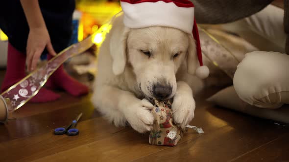 Cute Golden Retriever Appetizingly Chews Christmas Gift Box on the Floor