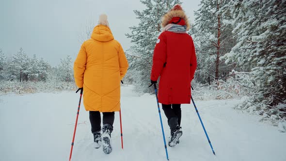 Hiker Practicing Nordic Walking In Forest. Sticks Walking Winter Wood.Nordic Walking Trekking Sticks