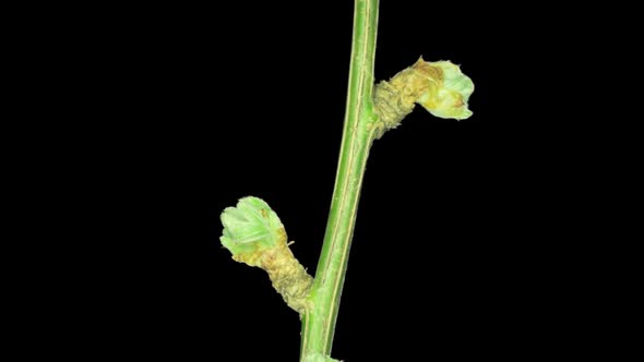 Time-Lapse Of Flowering Yellow Acacia With Alpha Channel