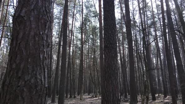 Forest Landscape Aerial View Slow Motion