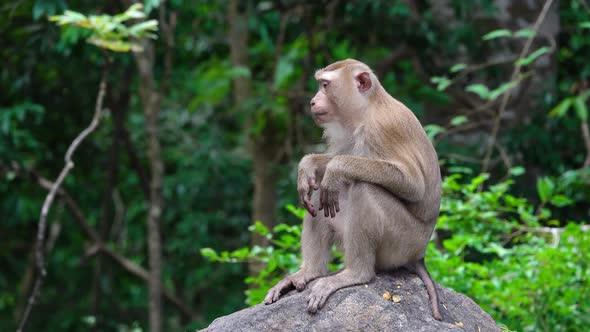 Monkey brown sitting on a tree smiling face close up cute mammal sunrise in forest trees.