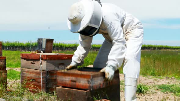 Beekeeper working in apiary garden