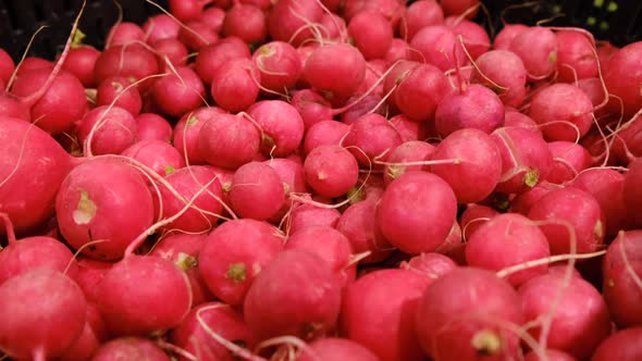 Red Radish at the Vegetable Market in Cardboard Boxes