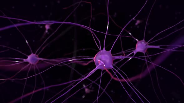 Animation of the Nervous System and Impulses of Brain Neurons Under a Microscope