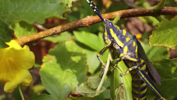 Aularches Miliaris Is a Monotypic Grasshopper Species of the Genus Aularches