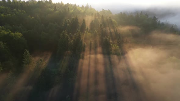 Foggy morning in the forest and landscape